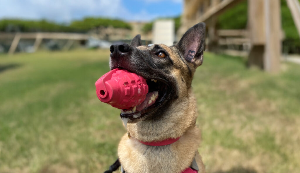 8957999 k9