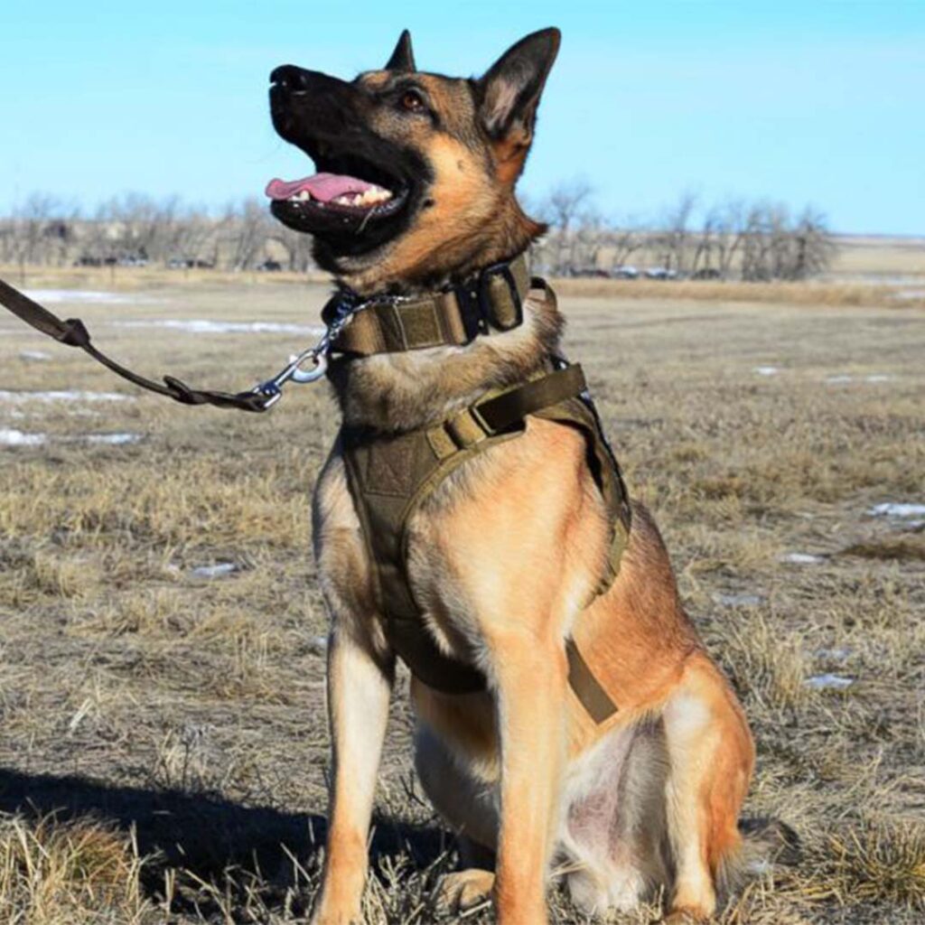 troopsdirect donate k9